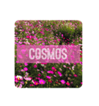 Cosmos〔秋桜〕（個別スタンプ：2）