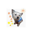 ロッキーpart1（個別スタンプ：1）