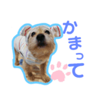 ロッキーpart1（個別スタンプ：7）