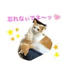 トラチワちゃん♪♪♪♪♪♪（個別スタンプ：1）