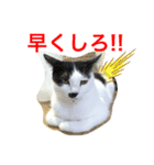トラチワちゃん♪♪♪♪♪♪（個別スタンプ：2）