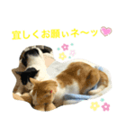 トラチワちゃん♪♪♪♪♪♪（個別スタンプ：5）
