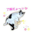トラチワちゃん♪♪♪♪♪♪（個別スタンプ：6）