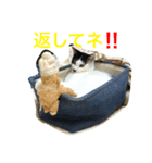 トラチワちゃん♪♪♪♪♪♪（個別スタンプ：7）