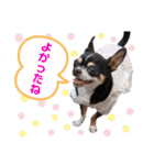 マティラとノアールのごあいさつスタンプ♪（個別スタンプ：28）