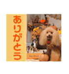 マティラとノアールのごあいさつスタンプ♪（個別スタンプ：29）