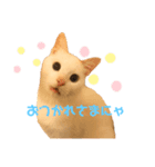 うちのかわいい白い子たち（個別スタンプ：1）
