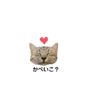 ねこのうなぎスタンプ(大)（個別スタンプ：16）