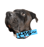 金太郎すたんぷ（個別スタンプ：1）