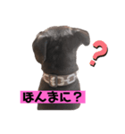 金太郎すたんぷ（個別スタンプ：4）