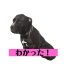 金太郎すたんぷ（個別スタンプ：6）