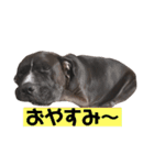 金太郎すたんぷ（個別スタンプ：8）