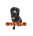 金太郎すたんぷ（個別スタンプ：9）