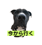 金太郎すたんぷ（個別スタンプ：10）