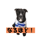 金太郎すたんぷ（個別スタンプ：13）