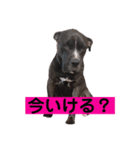 金太郎すたんぷ（個別スタンプ：14）