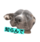 金太郎すたんぷ（個別スタンプ：16）