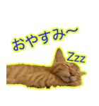 こじとあずき（個別スタンプ：3）