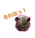 こじとあずき（個別スタンプ：5）