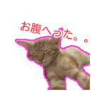 こじとあずき（個別スタンプ：6）