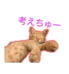 こじとあずき（個別スタンプ：8）
