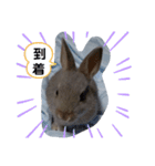 うさぎスタ★ココ（個別スタンプ：4）