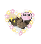 うさぎスタ★ココ（個別スタンプ：5）