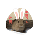 うさぎスタ★ココ（個別スタンプ：6）