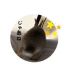 うさぎスタ★ココ（個別スタンプ：7）