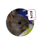 うさぎスタ★ココ（個別スタンプ：9）