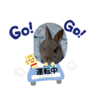 うさぎスタ★ココ（個別スタンプ：12）