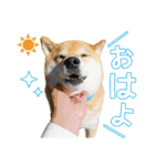 柴犬まる日常会話スタンプ（個別スタンプ：1）