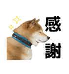 柴犬まる日常会話スタンプ（個別スタンプ：4）