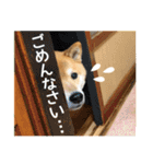 柴犬まる日常会話スタンプ（個別スタンプ：5）