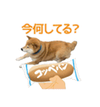 柴犬まる日常会話スタンプ（個別スタンプ：6）