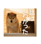 柴犬まる日常会話スタンプ（個別スタンプ：8）