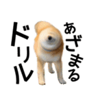 柴犬まる日常会話スタンプ（個別スタンプ：12）