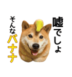 柴犬まる日常会話スタンプ（個別スタンプ：14）