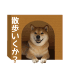 柴犬まる日常会話スタンプ（個別スタンプ：17）