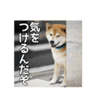 柴犬まる日常会話スタンプ（個別スタンプ：18）