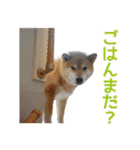 柴犬まる日常会話スタンプ（個別スタンプ：20）