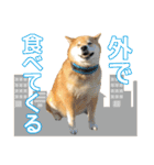 柴犬まる日常会話スタンプ（個別スタンプ：21）