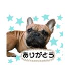フレンチブルドッグのぷー太郎（個別スタンプ：1）