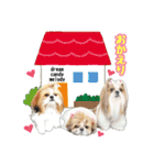 シーズー★メロディーファミリー（個別スタンプ：7）