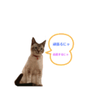 88やや66むむ（個別スタンプ：1）