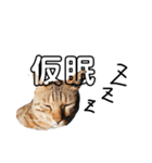 猫の日常と会話（個別スタンプ：5）