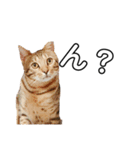 猫の日常と会話（個別スタンプ：7）