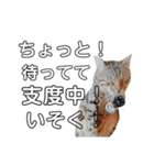 猫の日常と会話（個別スタンプ：10）