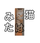 猫の日常と会話（個別スタンプ：11）
