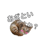 猫の日常と会話（個別スタンプ：13）